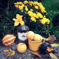 Színes őszi dekor ötletek a lakástól a kertig