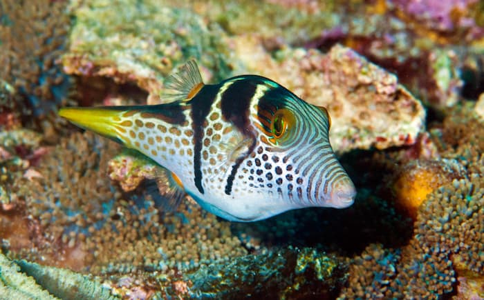 saddled-pufferfish-canthigaster-valentini.jpg
