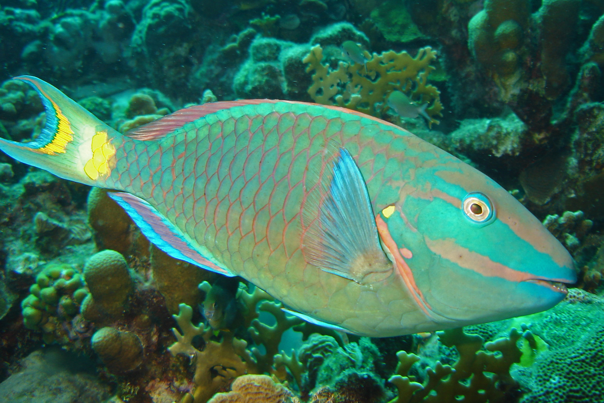 stoplight-parrotfish.jpg