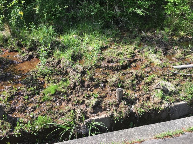 vaddisznó dagonya<br />wild boar traces