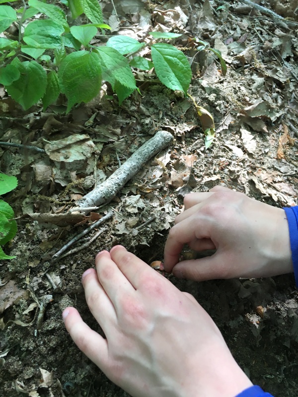 faültetés<br />planting a tree