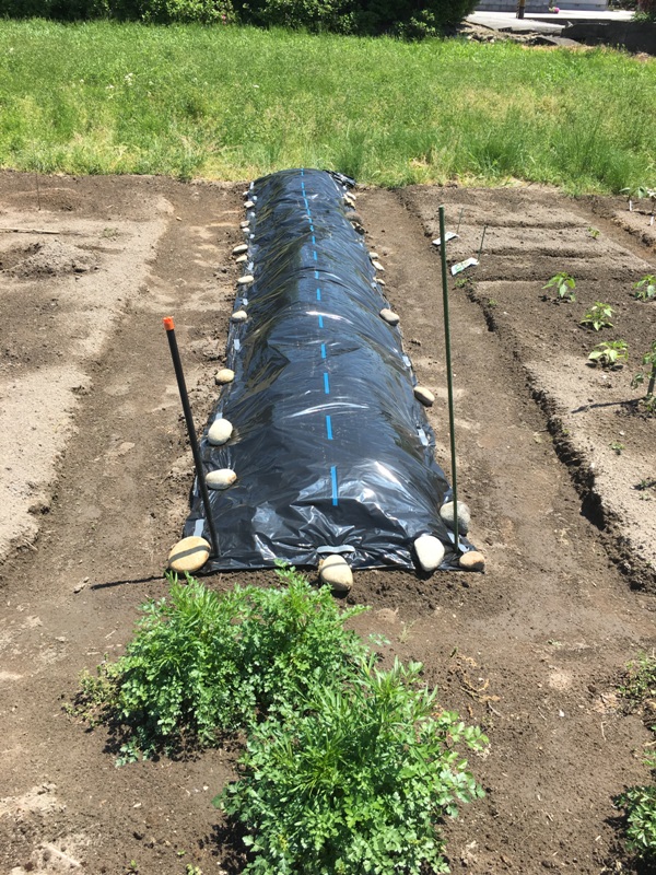 előkészítettem az ágyást&lt;br /&gt;the seedbed for the sweet potatoes is done