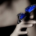 A pillangó története
