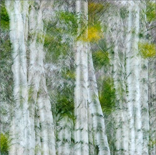 birches.JPG