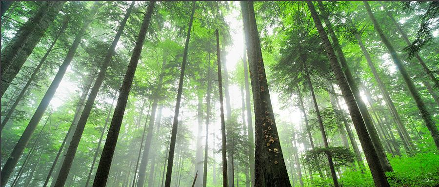 pristine_beech-fir_forest.JPG