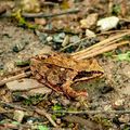 #frog #nature #forest #canon #400D