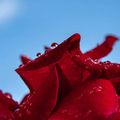 #blue #red #flower #sky #rose #raindrop #canonxti #canon #canoneos #canon400d