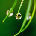 #canon #waterdrops #after #rain