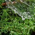 #web #spider #waterdrop #nature #rain #canon #photography
