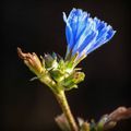 #blue #flower #nature #dslr #canon #canoneos #canonxti #canon400d #eos400d #eosxti