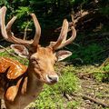 #deer in #nature