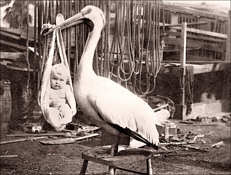 stork-and-baby.jpg