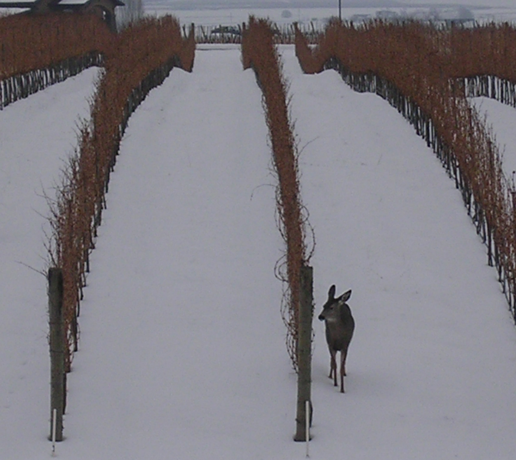 winter in the vineyard.jpg