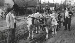 Merőgazdaság - Állattartás - Szarvasmarhatartás