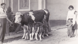 Mezőgazdaság - Állattartás - Szarvasmarhatartás