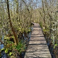 Brownsea Island