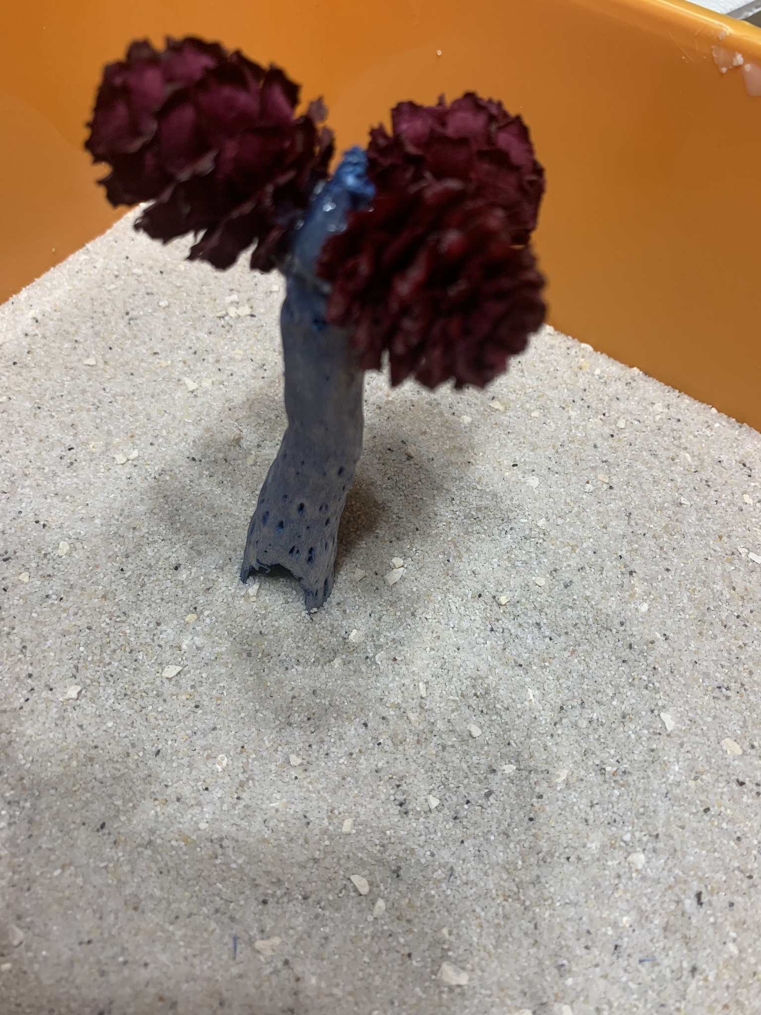 Egy lavornyi papagájhomokból jutott homok a talpakra is.