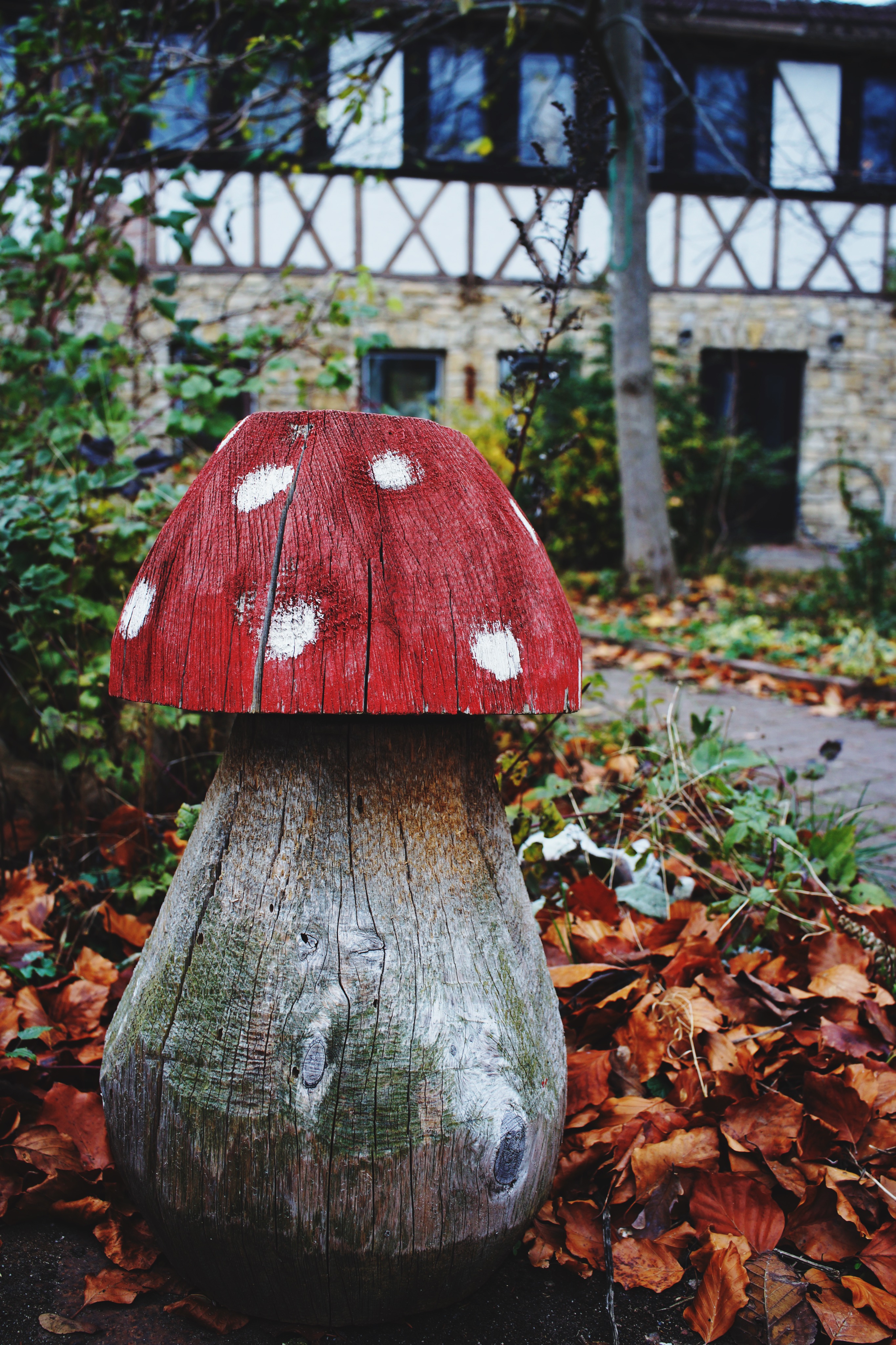 close-up-mushroom-growing-field.jpg