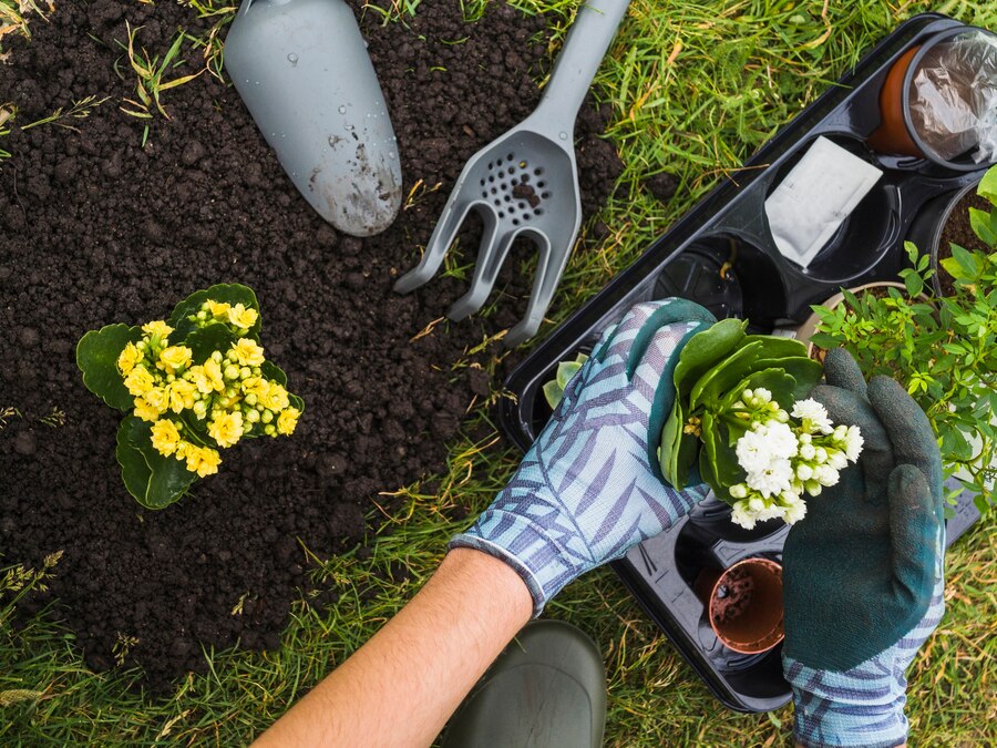 overhead-view-hand-holding-small-fresh-potted-plant_23-2147844319.jpg