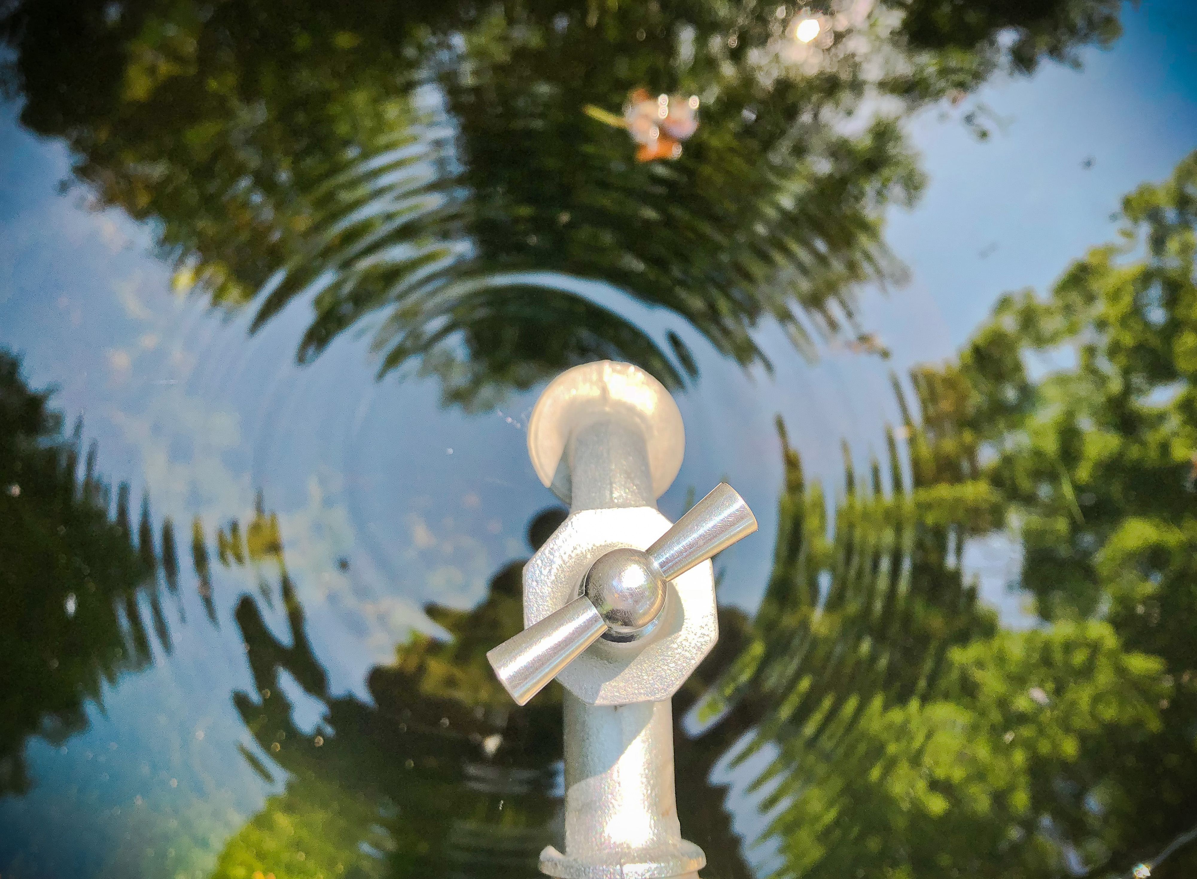 reflection-tree-lake.jpg