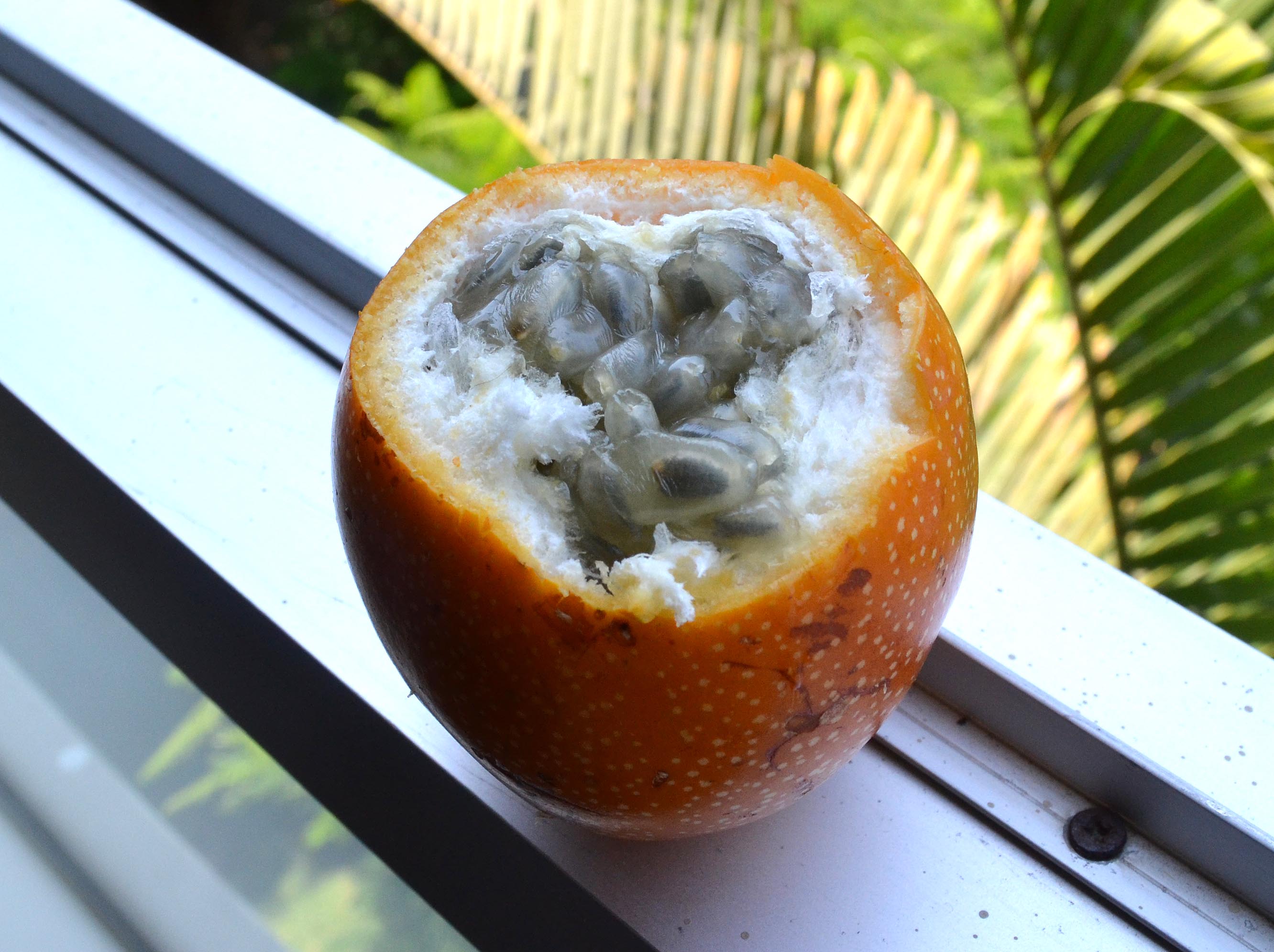 granadilla.jpg