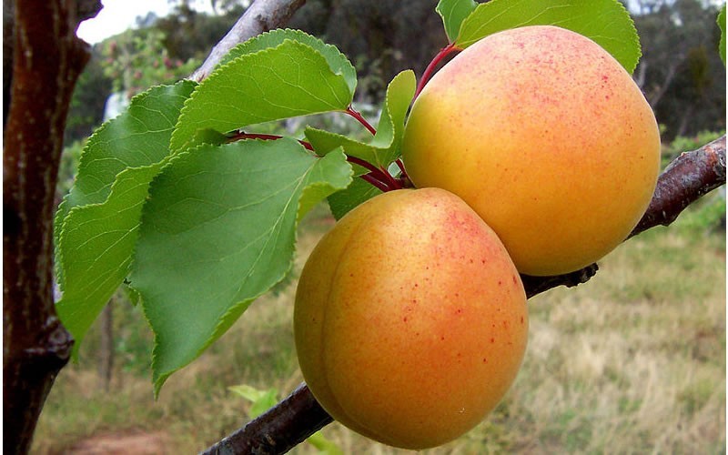 blenheim-royal-apricot.jpg