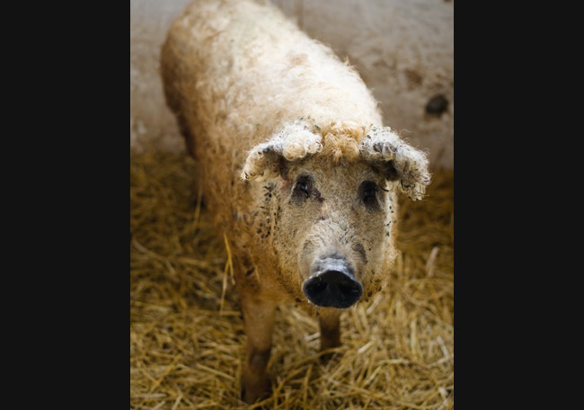 mangalica.jpg