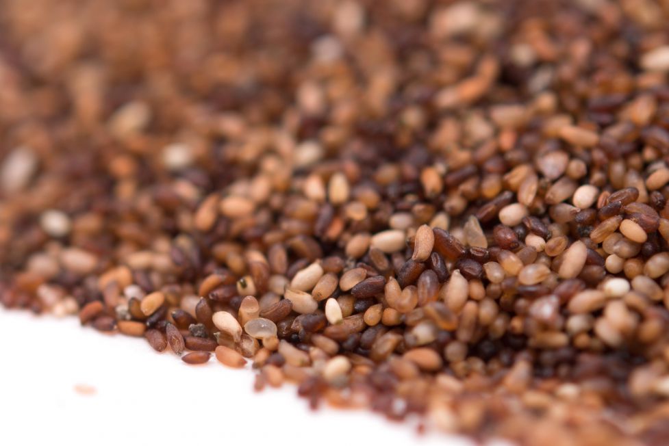 teff-grain-close-up.jpg