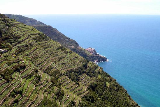 Cinqueterre Terrazze-550.jpg