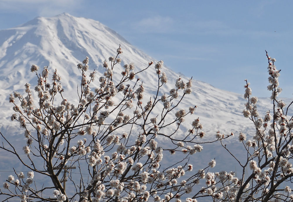 fruehling-am-ararat.jpg