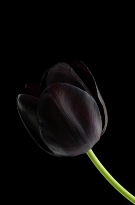 fekete tulipan.jpg