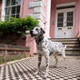 Eladó a 101 kiskutya londoni „otthona”