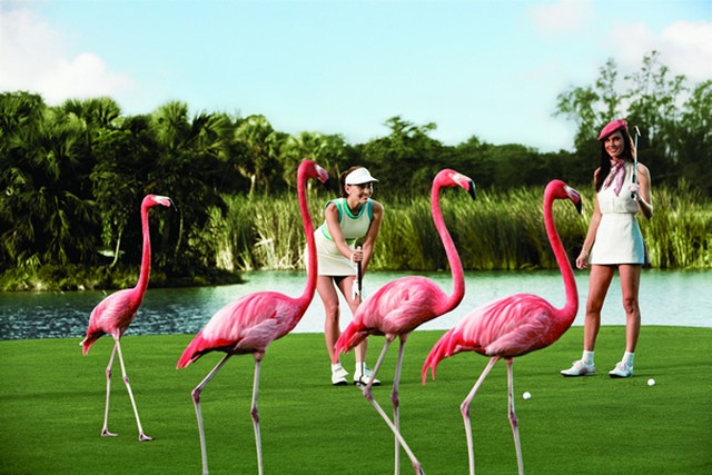 flamingók.jpg