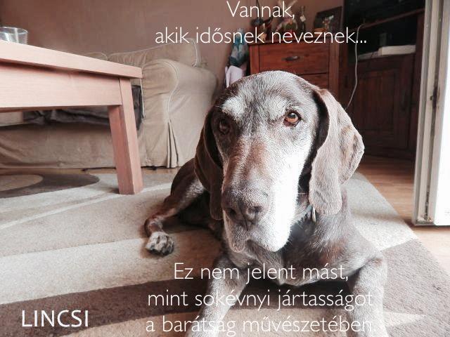 Lincsi_1.jpg