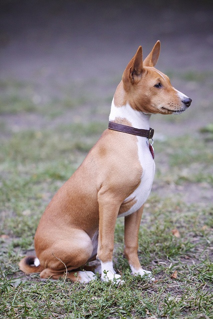 basenji.jpg