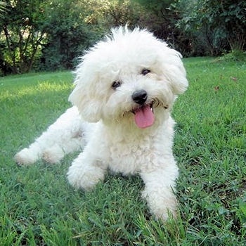bichon frisé.jpg