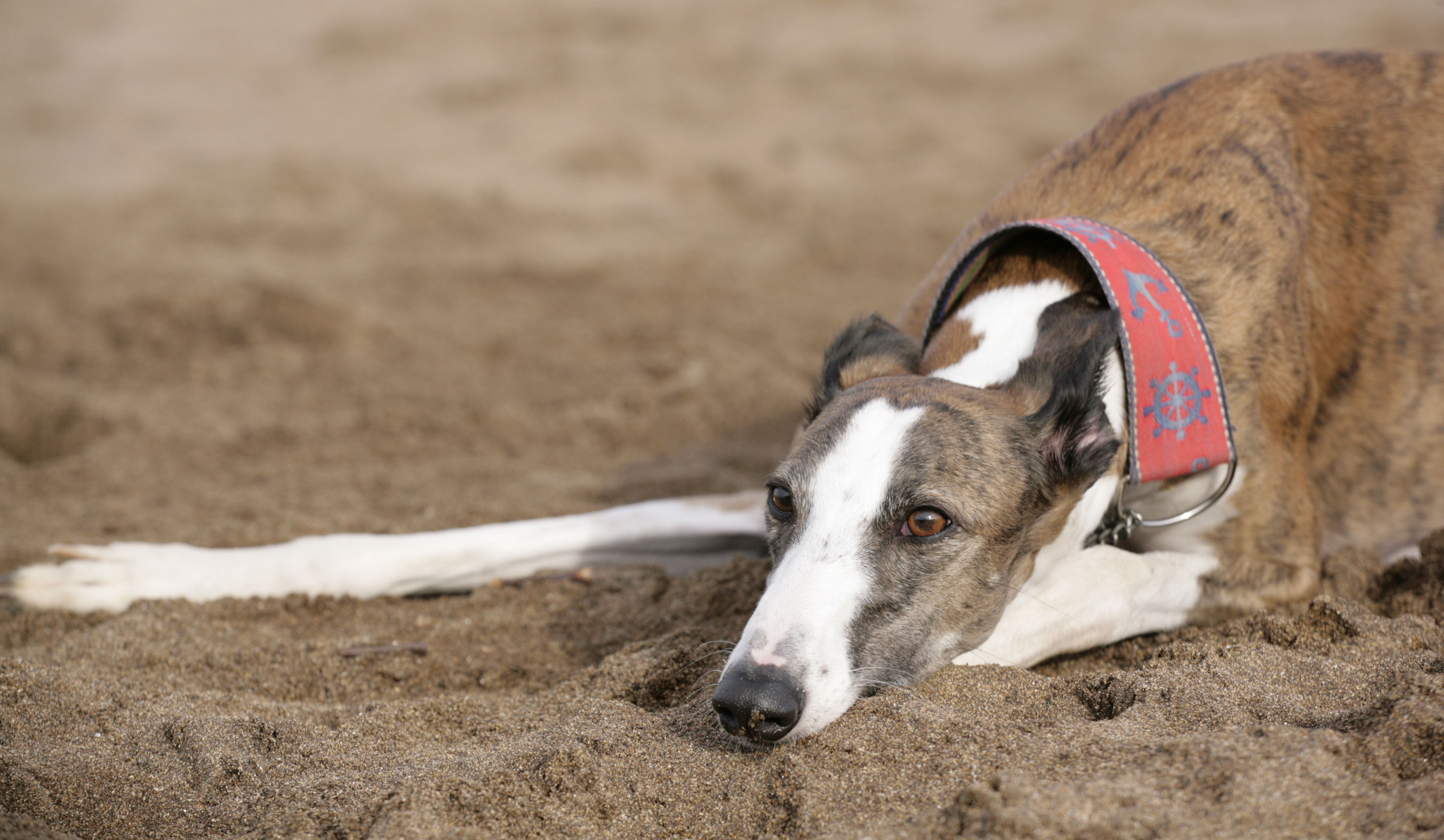 galgo_espa_ol_en_la_arena.JPG