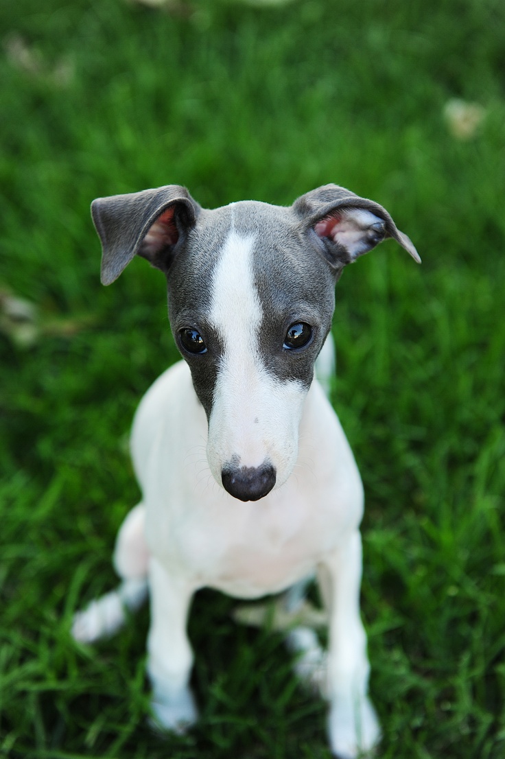 italian greyhound.jpg