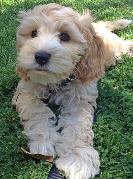 labradoodle.jpg