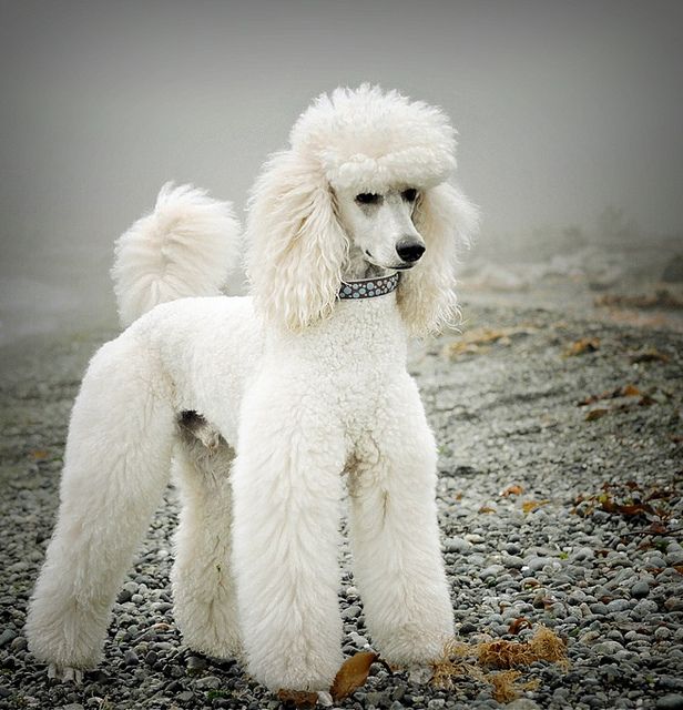 poodle.jpg