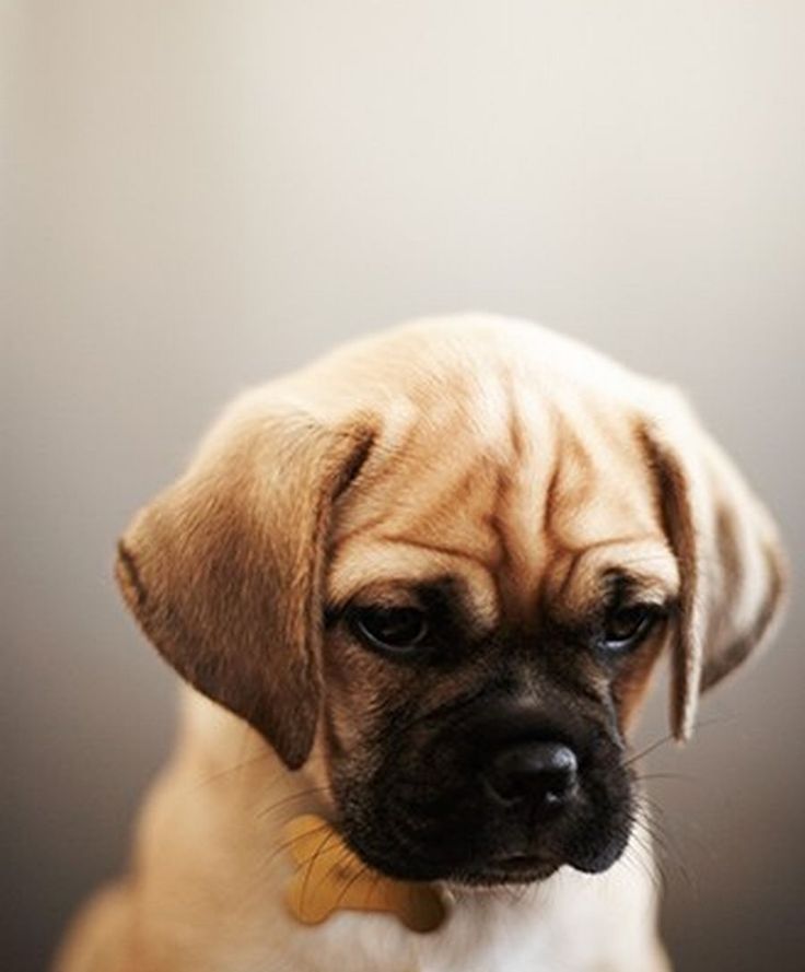 puggle.jpg