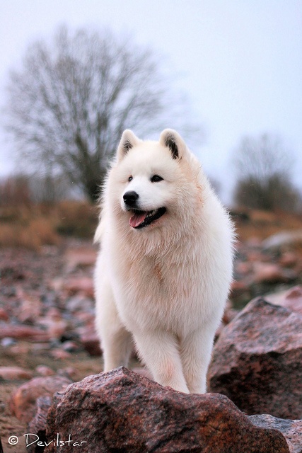 samoyed.jpg