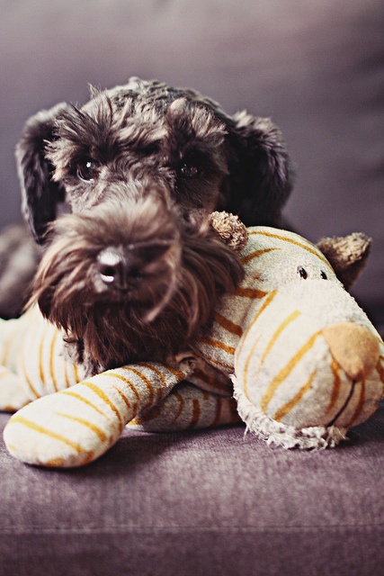 schnauzer.jpg