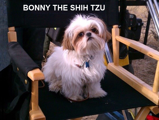 shi tzu.jpg