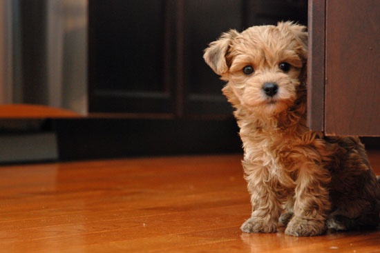 yorkie poo.jpg