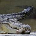 Csemegefalat a krokodilnak