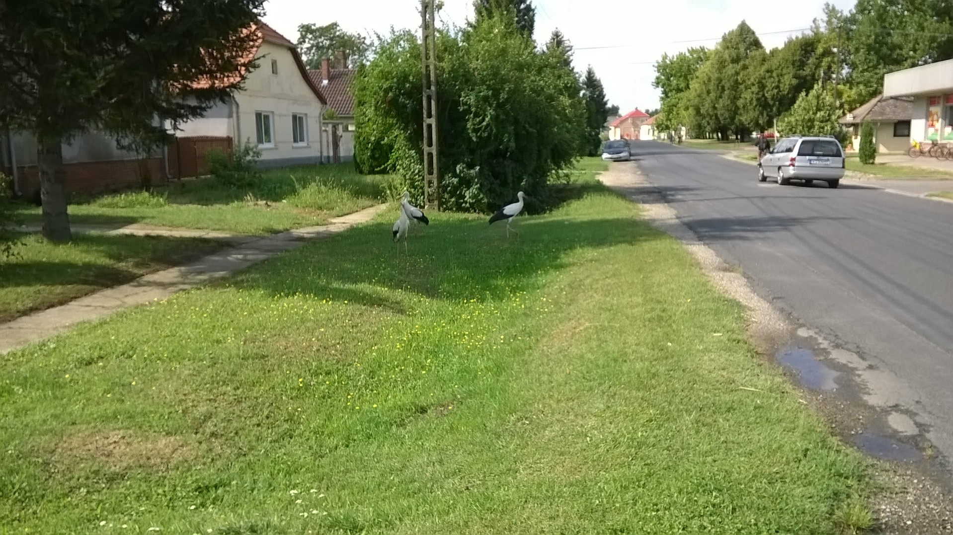 wp_20160806_09_51_33_pro.jpg