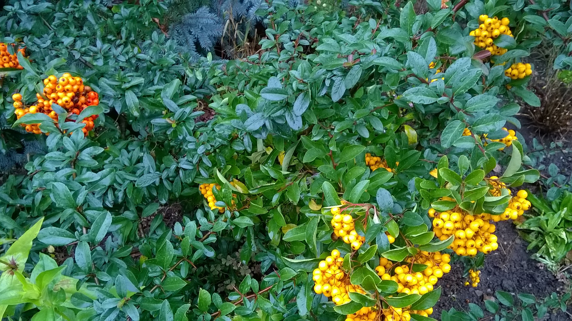wp_20161011_15_24_39_pro.jpg