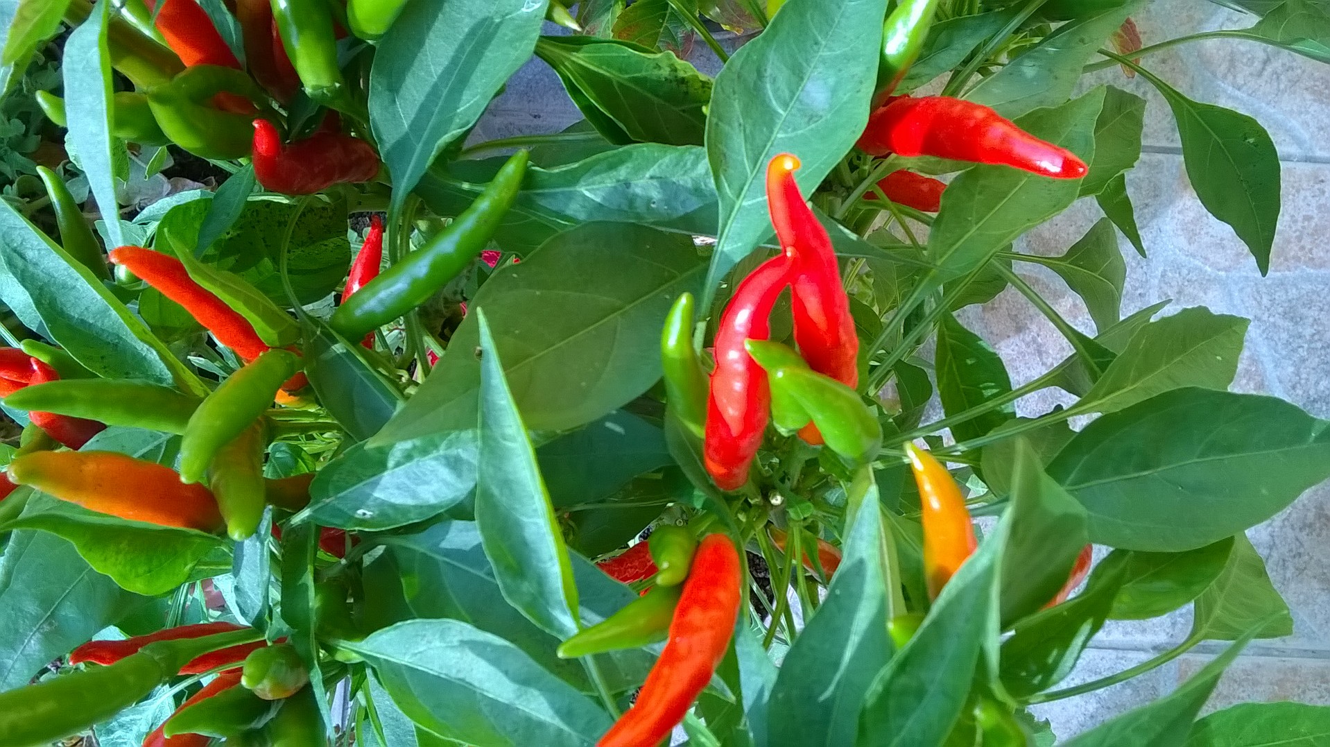 wp_20161015_09_20_21_pro.jpg