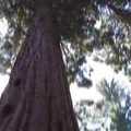 Se gólya, se fecske, csak Sequoia óriásfenyők égig érése